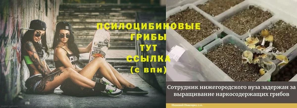 прущие грибы Армянск